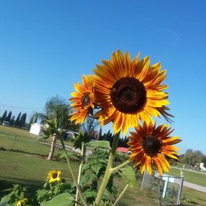 Meet your Posher, Manuela